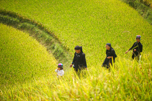 Lễ mừng cơm mới của người La Chí